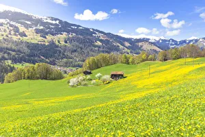 Alpine Meadow Prints: Spring blooms in Sankt Antonien, Prattigau valley, District of Prattigau / Davos, Canton