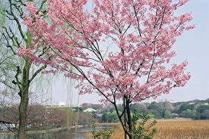 Spring blossom and lake at Ueno-koen park