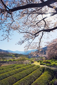 Green Colour Prints: Spring blossom and tea plantations