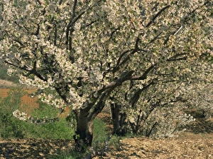 Fruit Tree Prints: Spring blossom on trees near Gordes in Vaucluse, Provence, France, Europe