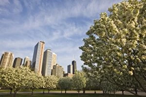 Spring blossoms in Navy Pier Park, Chicago, Illinois, United States of America