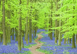 Lush Prints: Spring bluebells in beech woodland, Dockey Woods, Buckinghamshire, England