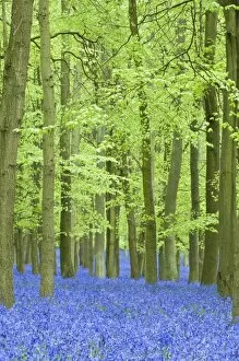 Images Dated 30th April 2009: Spring bluebells in beech woodland, Dockey Woods, Buckinghamshire, England