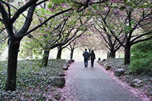 Images Dated 5th May 2009: Spring cherry blossom, Brooklyn Botanical Garden, Brooklyn, New York City