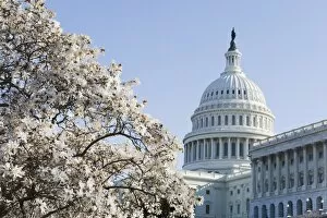 Images Dated 24th March 2009: Spring cherry blossom, The Capitol Building, Capitol Hill, Washington D