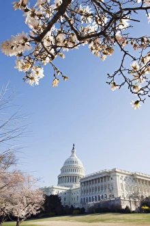 Images Dated 24th March 2009: Spring cherry blossom, The Capitol Building, Capitol Hill, Washington D