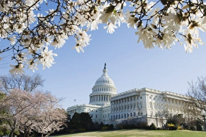 Images Dated 24th March 2009: Spring cherry blossom, The Capitol Building, Capitol Hill, Washington D