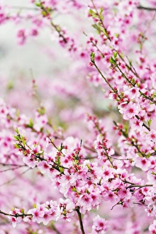 Cherry Blossom Prints: Spring cherry blossom festival, Jinhei, South Korea, Asia