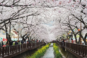 Spring cherry blossom festival, Jinhei, South Korea, Asia