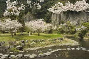 Images Dated 21st January 2000: Spring cherry blossoms near river with stepping stones