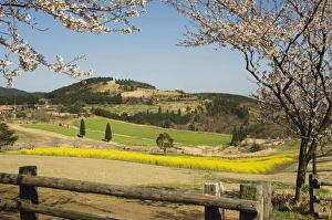 Fence Prints: Spring cherry trees and mountain scenery