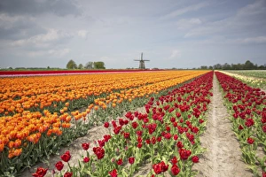 Spring clouds over fields of multicolored tulips and windmill, Berkmeer, Koggenland