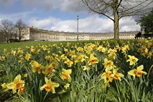 Royal Crescent Prints: Spring daffodils in front of Georgian style terraced houses of Royal Crescent, Bath