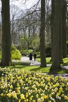 Gardens Prints: Spring daffodils at Keukenhof, park and gardens near Amsterdam, Netherlands, Europe