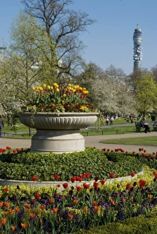 Tulips Prints: Spring display of tulips, Regents Park, London NW1, England, United Kingdom, Europe
