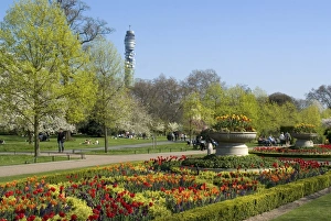 Tulips Prints: Spring display of tulips, Regents Park, London, England, United Kingdom, Europe