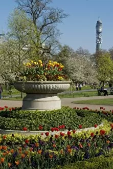 Images Dated 23rd April 2010: Spring display of tulips, Regents Park, London NW1, England, United Kingdom, Europe