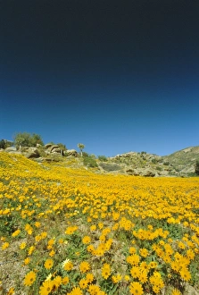 Spring flowers
