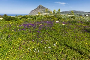 Trapani Prints: Spring flowers and 659m limestone Monte Cefano