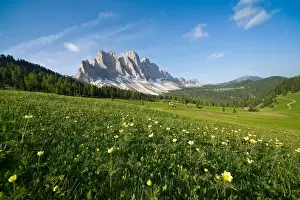 Alpine Meadow Prints: Spring flowers blooming in the fields surrounding the Puez-Odle National Park