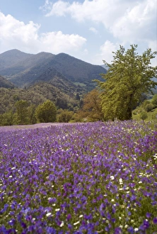 Spring flowers, Cantabria, Spain, Europe