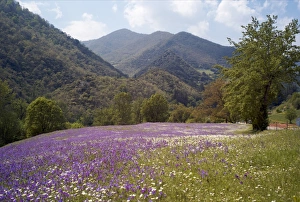 Spring Season Prints: Spring flowers, Cantabria, Spain, Europe