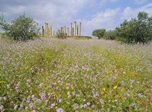 8th Century Prints: Spring flowers in foreground and columns of the 7th / 8th