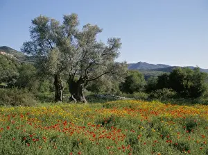 Hill Range Prints: Spring flowers and olive trees on lower Troodos slopes near Arsos, Cyprus, Europe