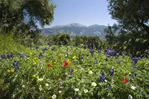 Spring flowers, White Mountains (Lefka Ori), Chania region, Crete, Greek Islands, Greece, Europe