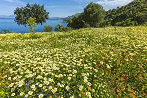Trapani Prints: Spring flowers in Zingaro Nature Reserve near Scopello on this north west coast