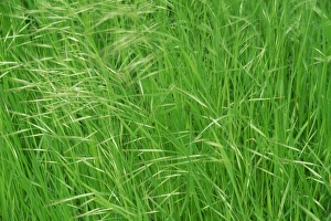 Grasse Prints: Spring grasses, Surrey, England, United Kingdom, Europe