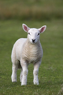Attention Prints: Spring lamb