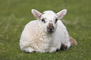 Images Dated 31st January 2000: Spring lamb