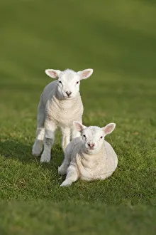 Two Animal Prints: Spring lambs, Cumbria, England, United Kingdom, Europe