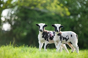 Juvenile Prints: Spring lambs, Dorset, England, United Kingdom, Europe