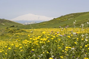 Mount Etna Prints: Spring meadow