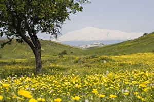 Mount Etna Prints: Spring meadow with snow covered Mount Etna in distance