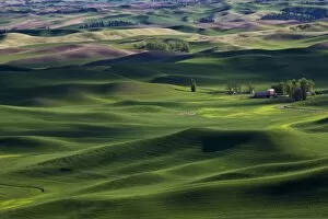 Images Dated 25th May 2010: Spring in the Palouse, from Steptoe Butte, Washington State, United States of America