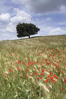Poppy Prints: Spring poppies and lone tree