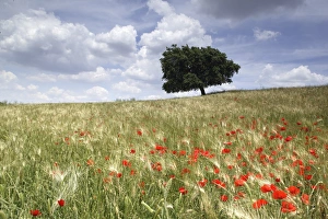 Spring poppies and lone tree