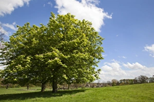 Knaresborough Prints: Spring trees in Jacob Smith Park