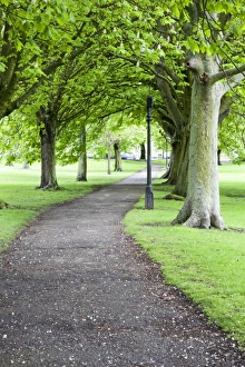 Harrogate Prints: Spring trees on The Stray in spring