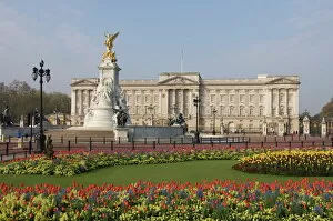 Buckingham Palace Collection: Spring tulips at Buckingham Palace, London, England, United Kingdom, Europe