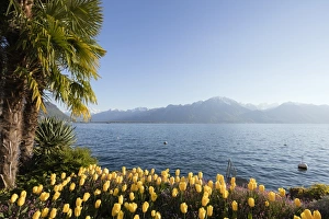 Wild Flower Prints: Spring tulips, Lake Geneva (Lac Leman), Montreux, Vaud, Switzerland, Europe