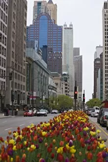 Spring tulips on North Michigan Avenue, Chicago, Illinois, United States of America