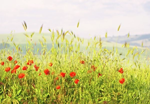 Blossom Prints: Spring in the Val d'Orcia, UNESCO, Tuscany, Italy
