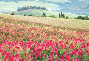Blooms Prints: Spring in the Val d'Orcia, UNESCO, Tuscany, Italy