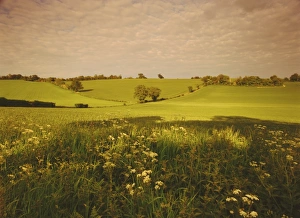 Cultivation Prints: Spring wheat fields near Codicote, Hertfordshire, England, UK, Europe