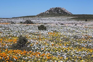 Petal Prints: Spring wild flowers, Postberg section