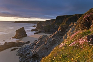 Images Dated 23rd May 2009: Spring wildflowers on the clifftops overlooking Bedruthan Steps, North Cornwall